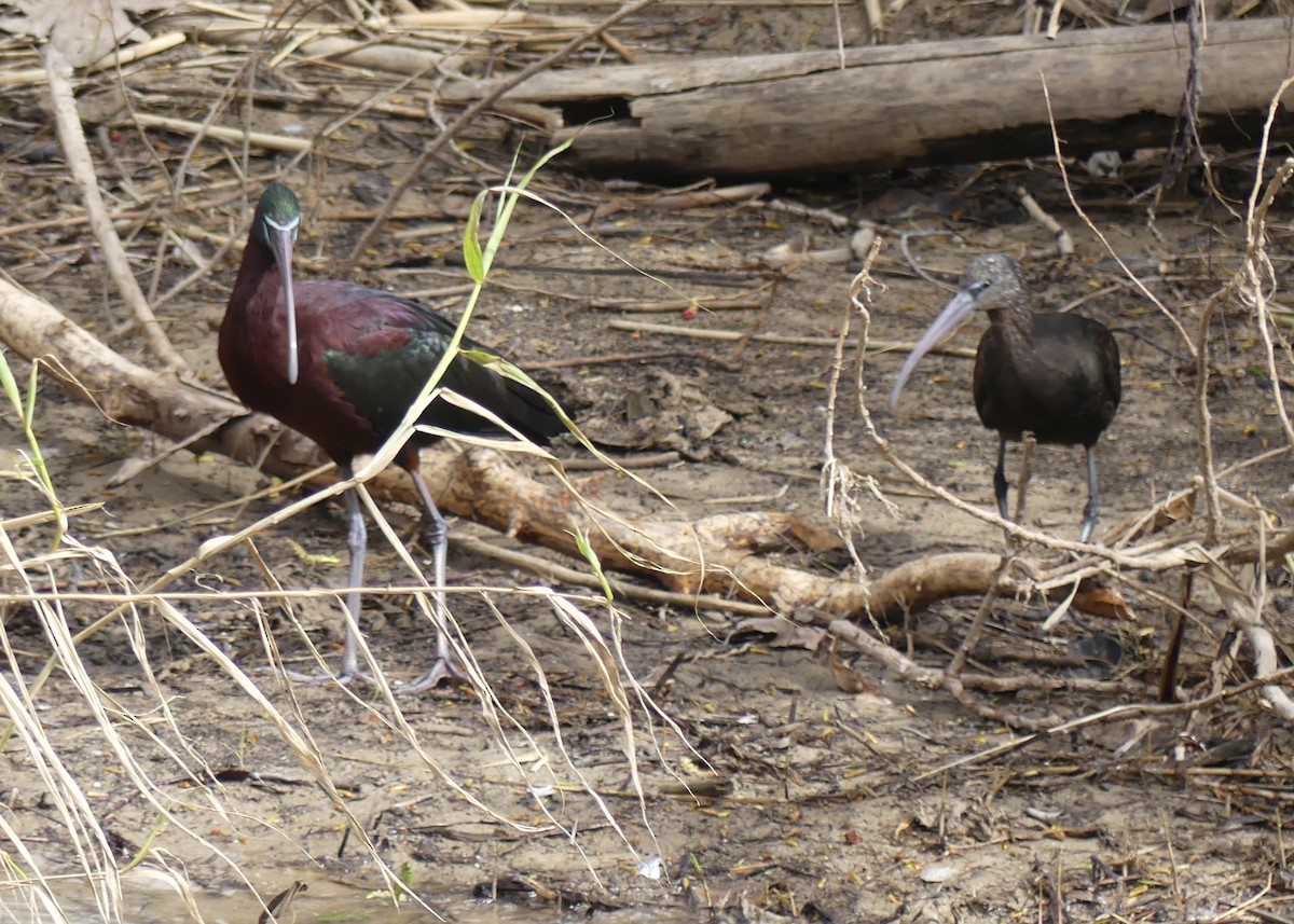 ibis hnědý - ML652770535