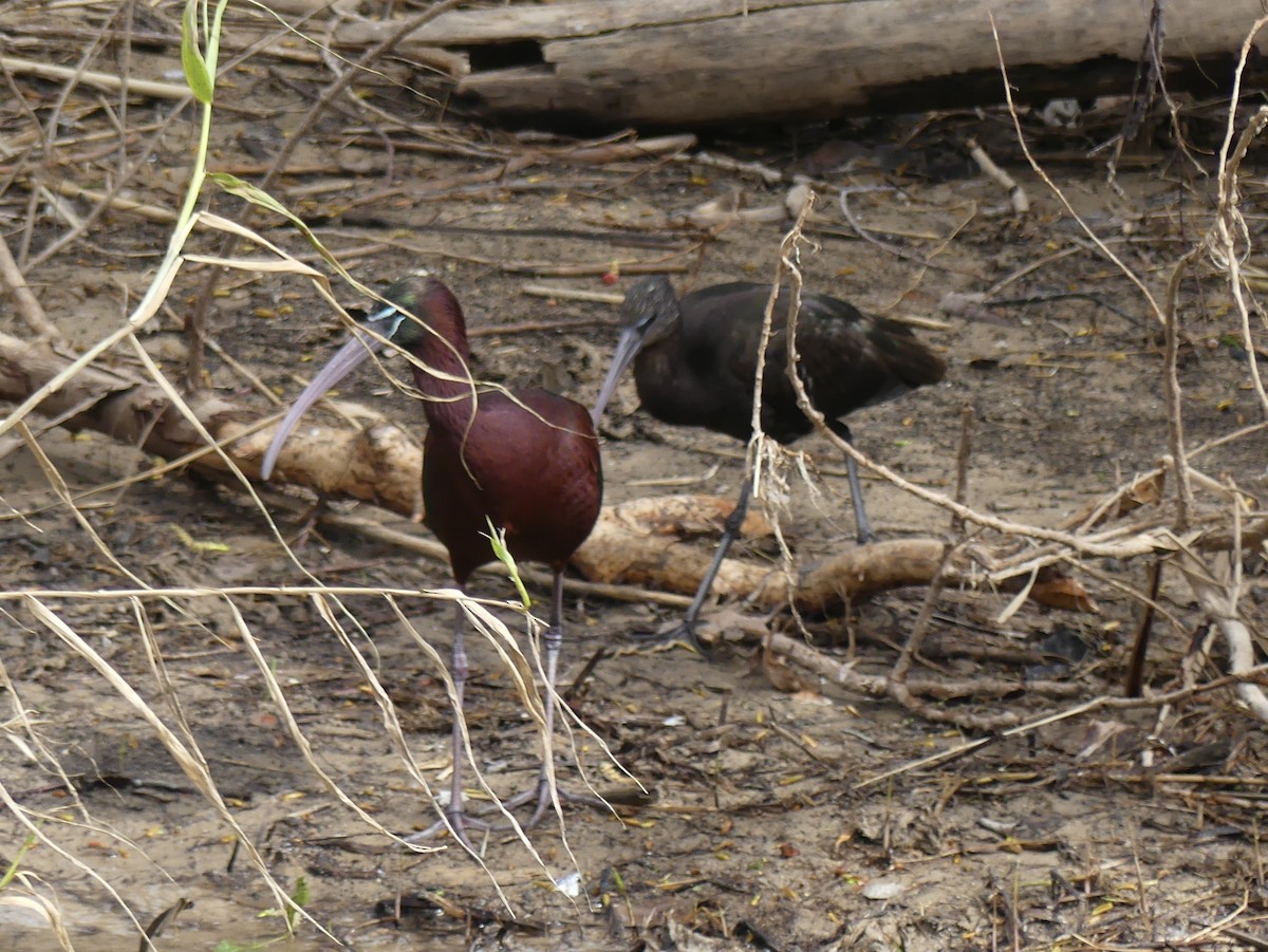 ibis hnědý - ML652770536