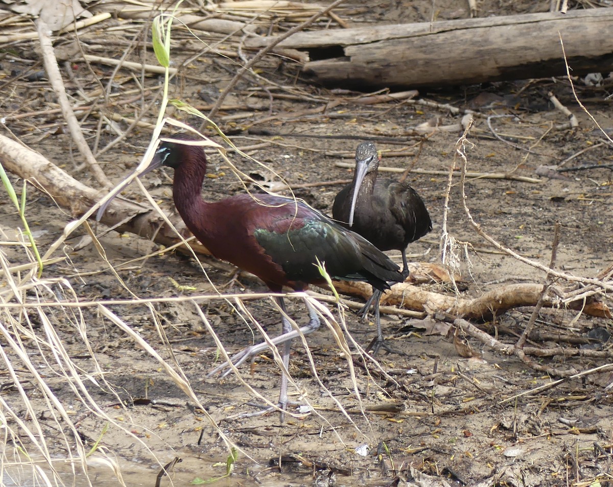 ibis hnědý - ML652770537