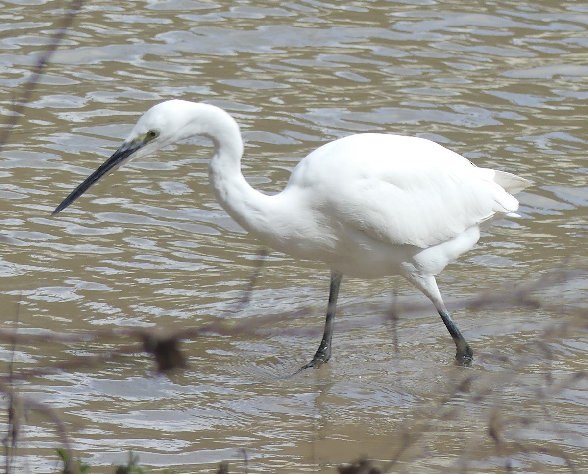 volavka stříbřitá - ML652770555