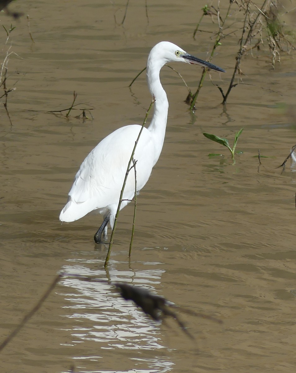 volavka stříbřitá - ML652770556