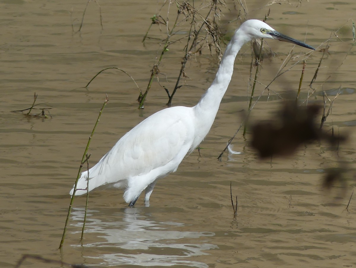 volavka stříbřitá - ML652770557