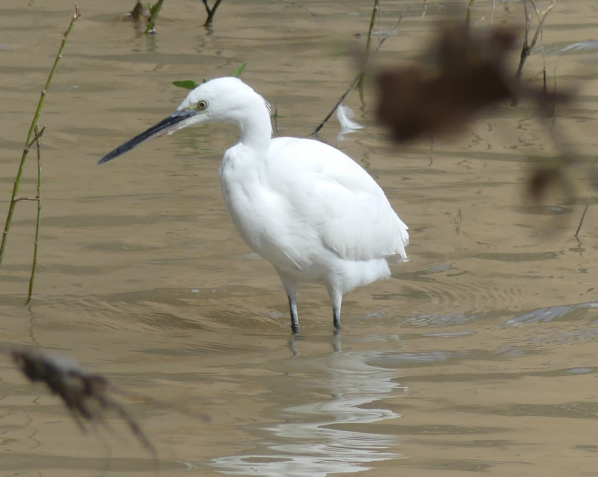 volavka stříbřitá - ML652770558