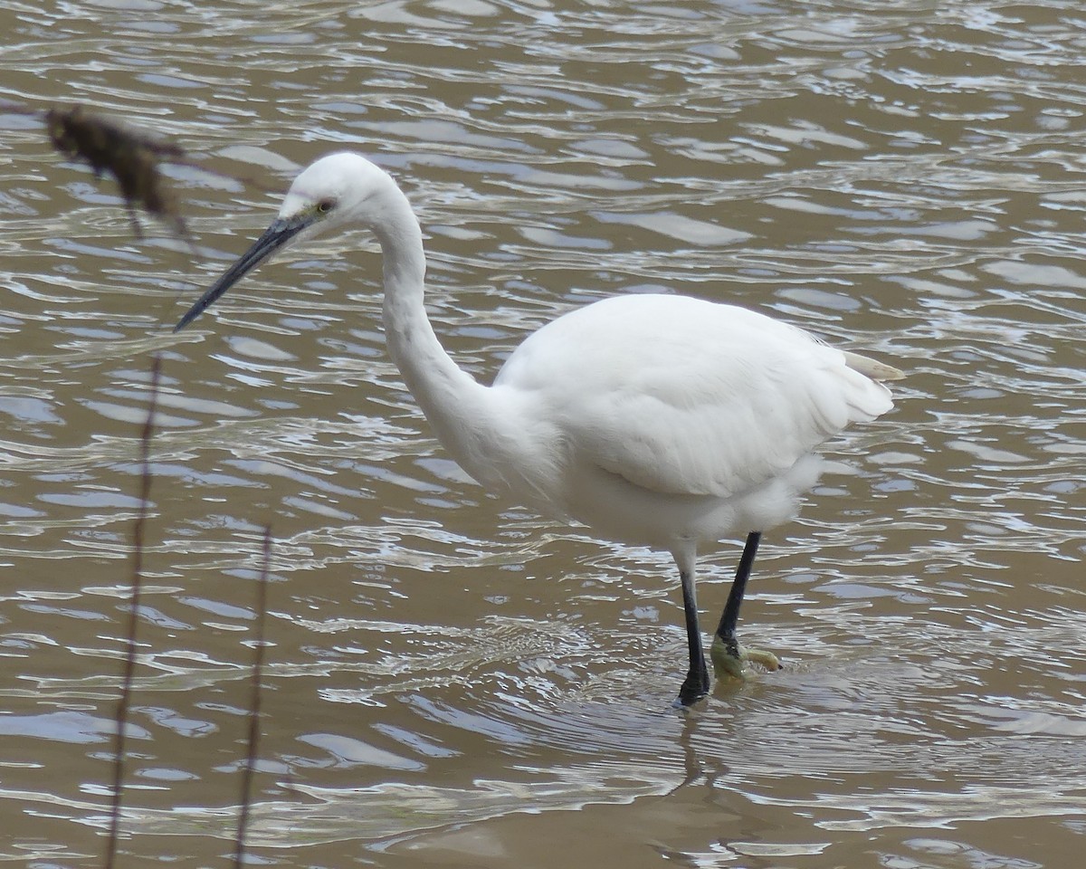 volavka stříbřitá - ML652770559