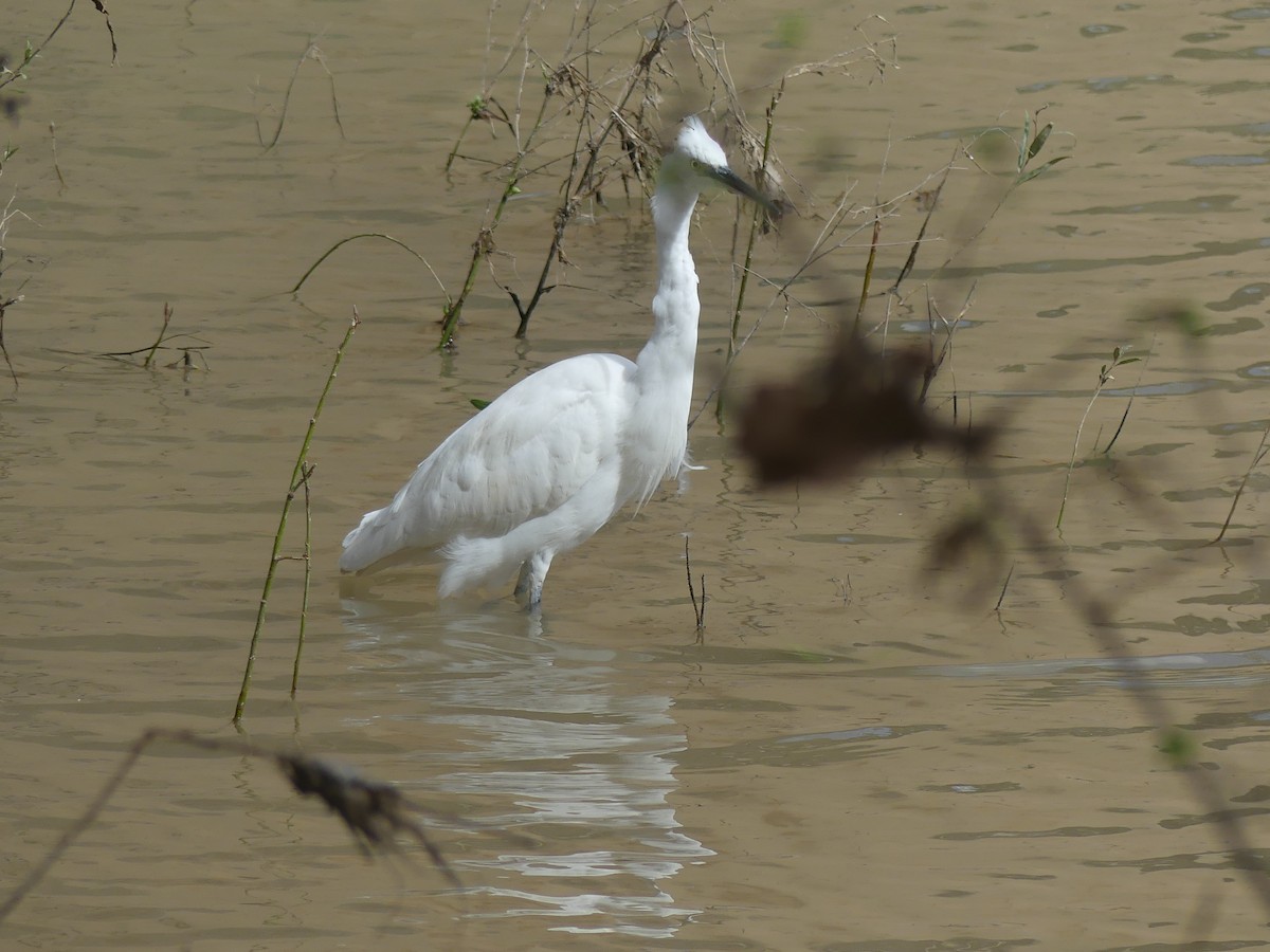 volavka stříbřitá - ML652770561