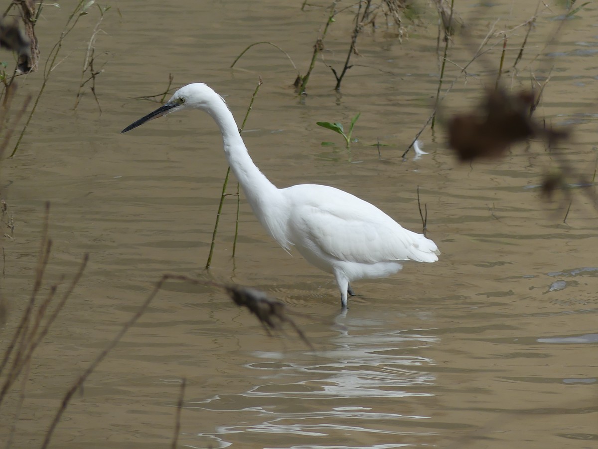 volavka stříbřitá - ML652770562