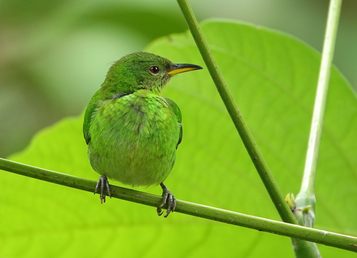 Tangara émeraude - ML652770567