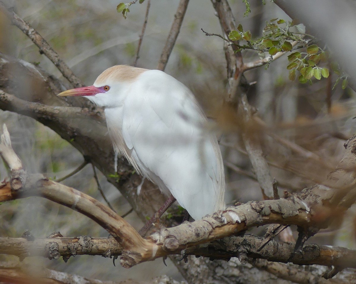 volavka rusohlavá - ML652770581