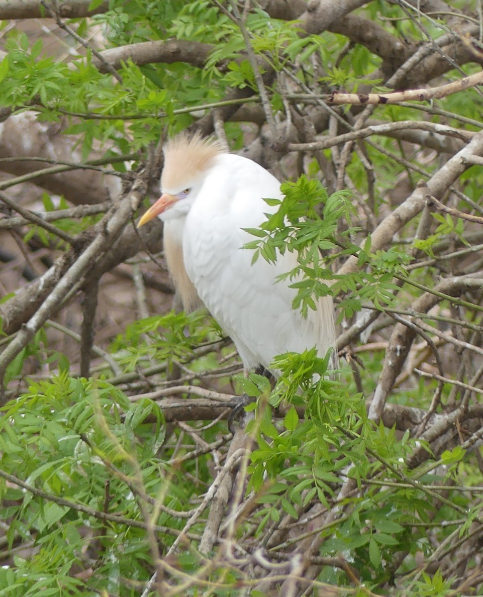 volavka rusohlavá - ML652770582