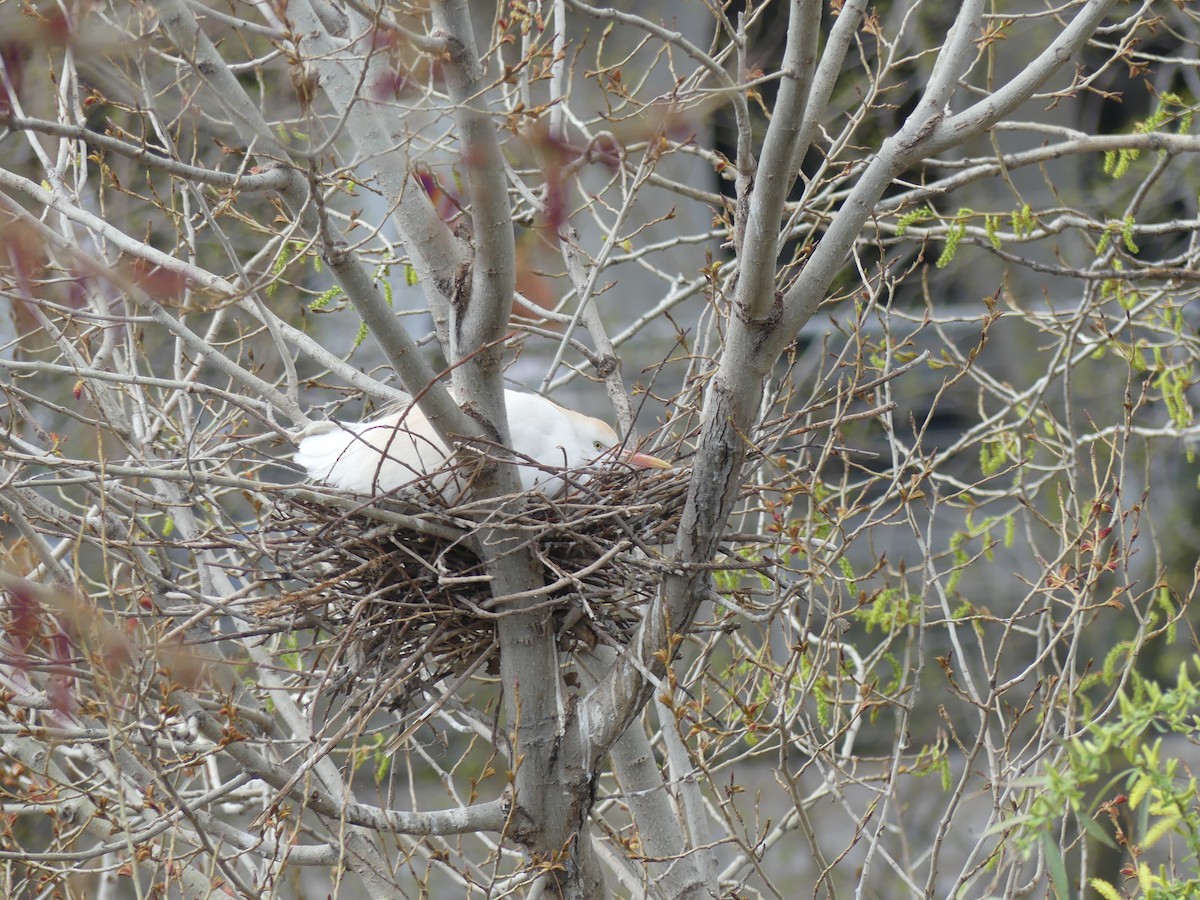 volavka rusohlavá - ML652770583