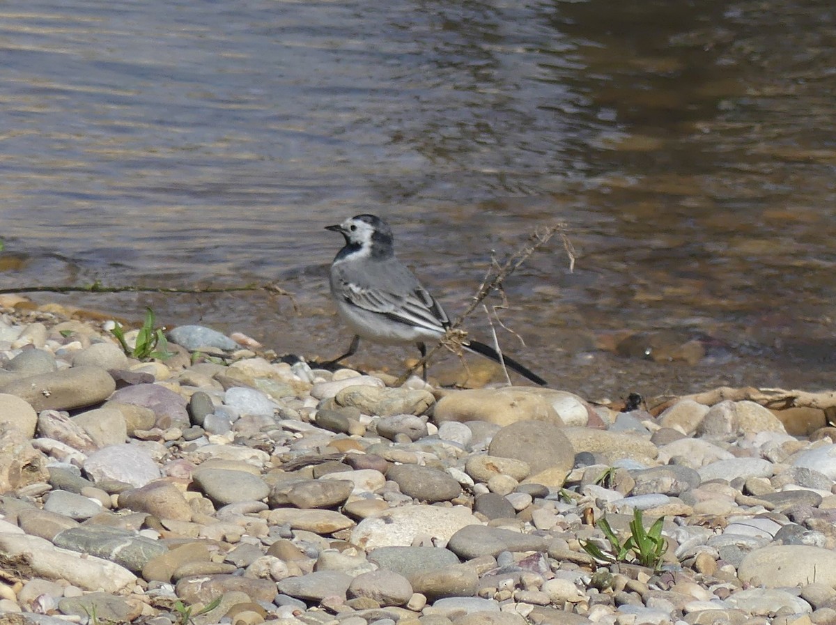 konipas bílý - ML652770589