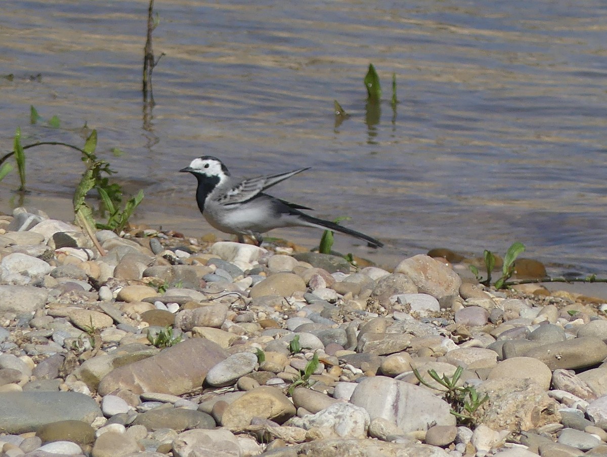 konipas bílý - ML652770590