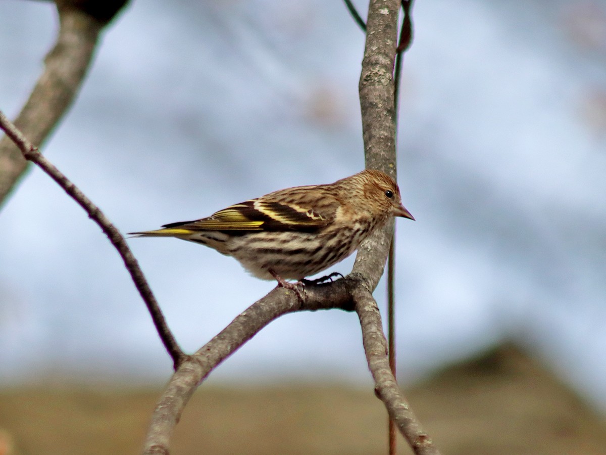 Pine Siskin - ML652770595