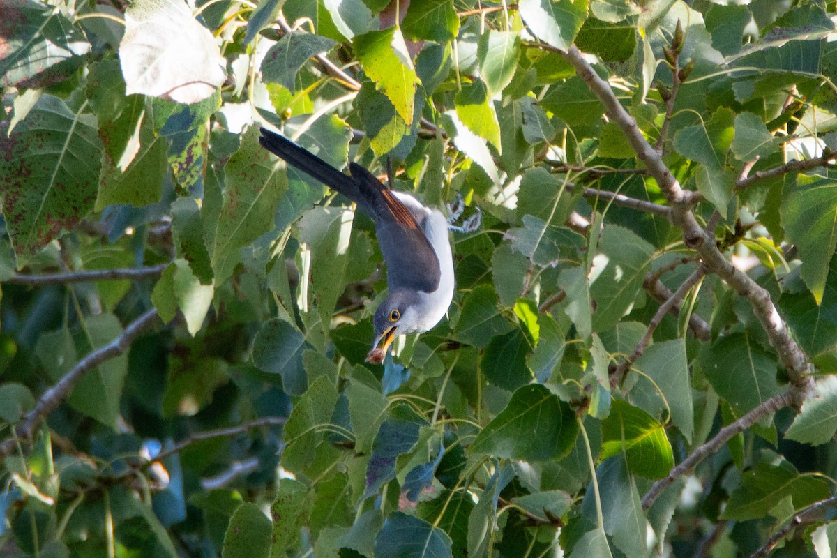 Coulicou à bec jaune - ML652770667