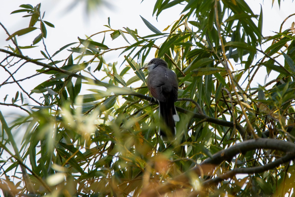 Coulicou à bec jaune - ML652770669