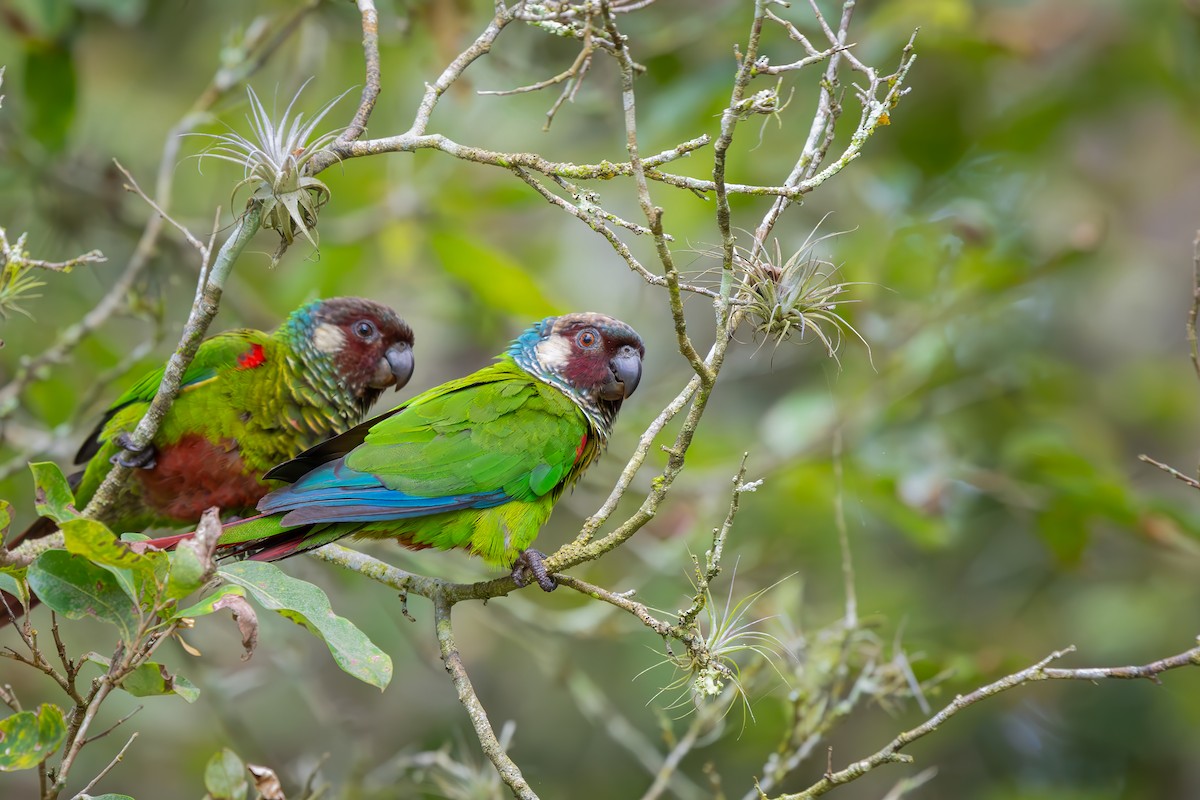 Maroon-faced Parakeet - ML652770692