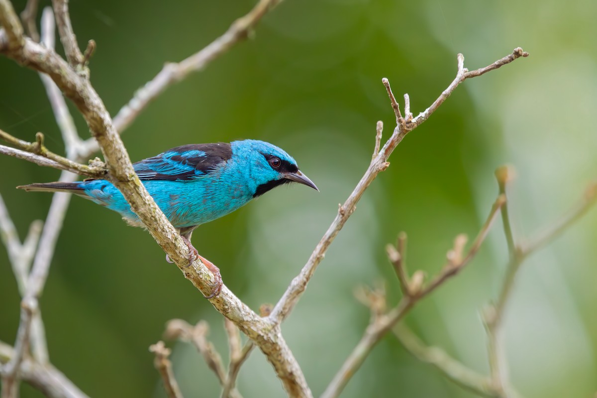 Blue Dacnis - ML652770760
