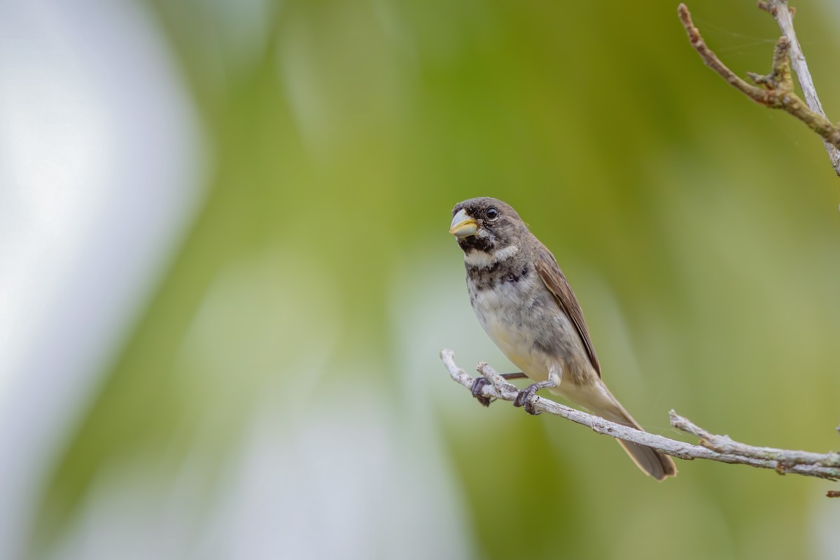 Double-collared Seedeater - ML652770765