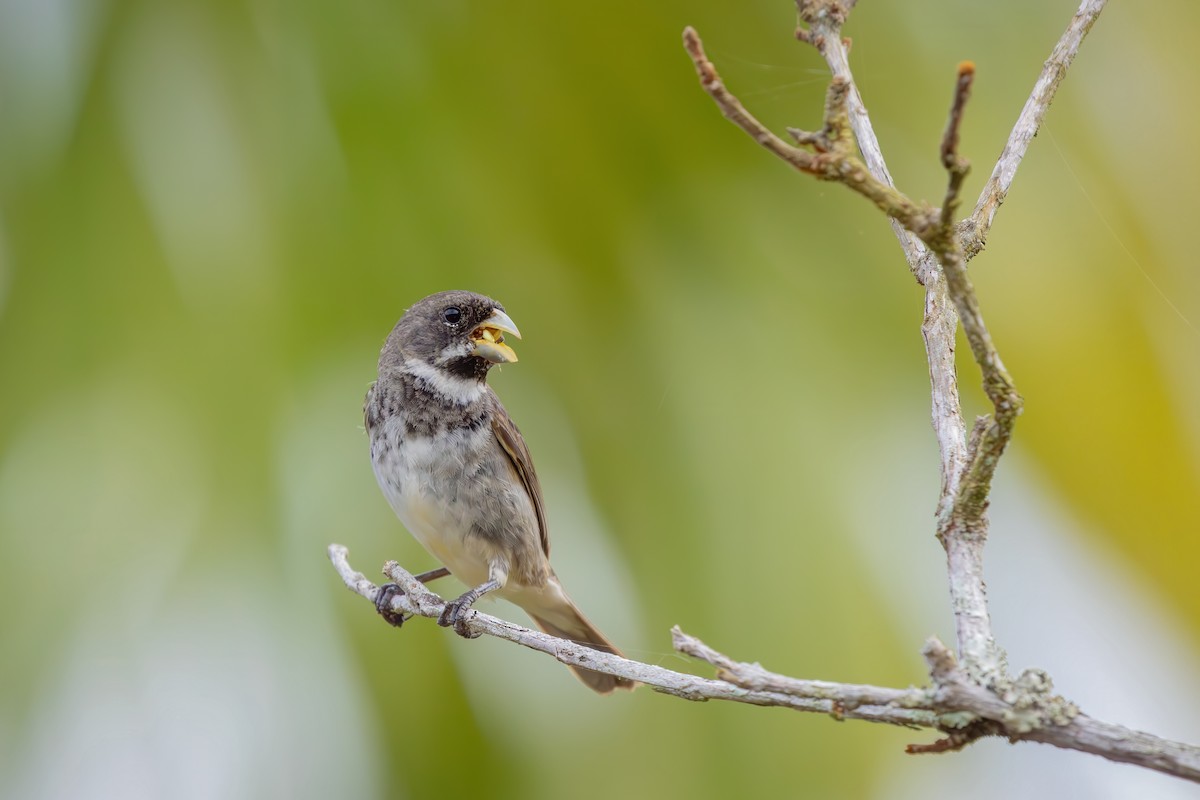 Double-collared Seedeater - ML652770766