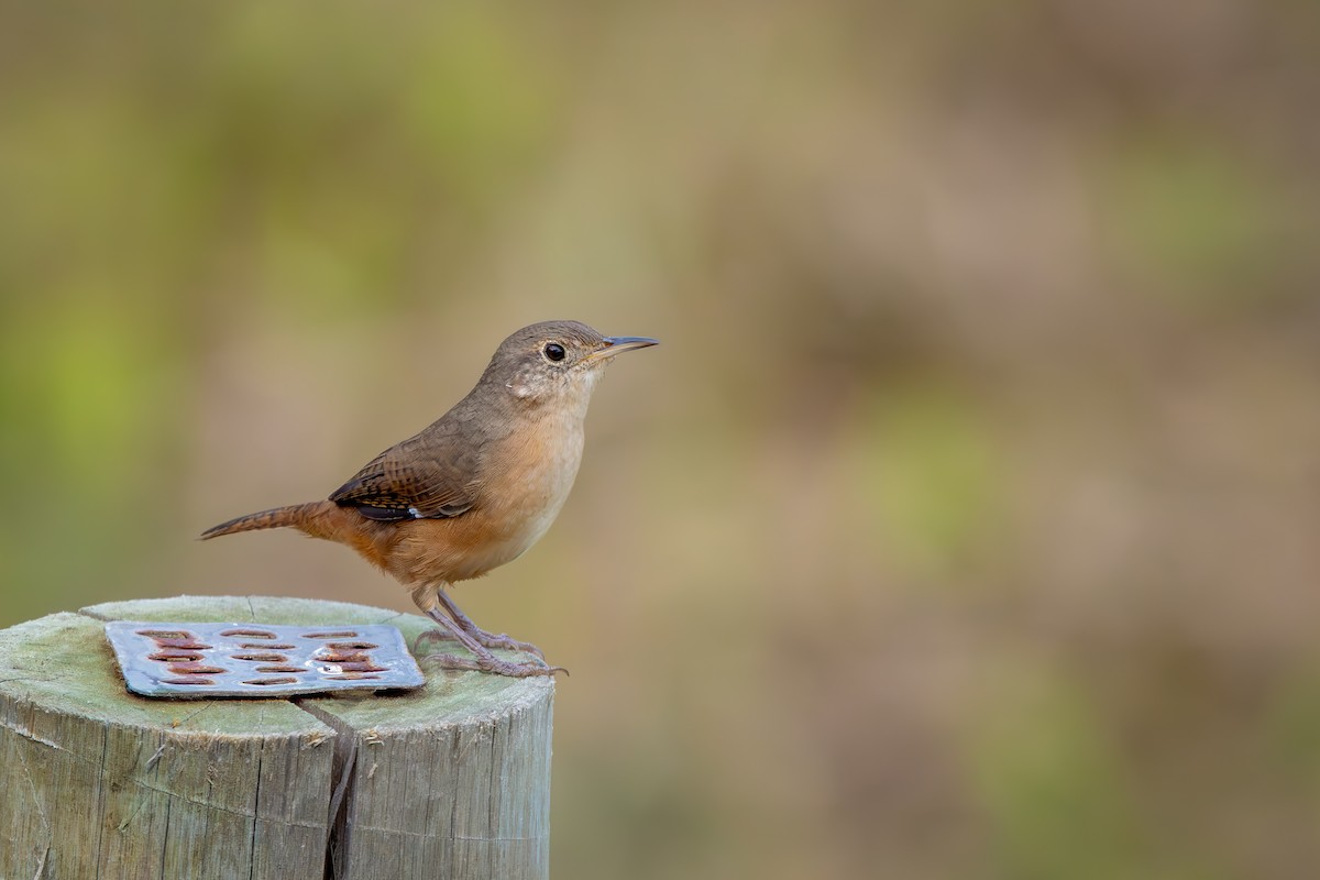 Southern House Wren - ML652770773