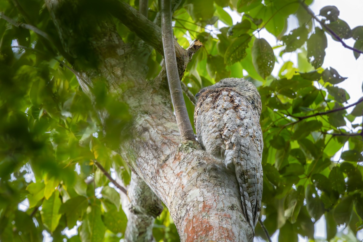 Great Potoo - ML652770782