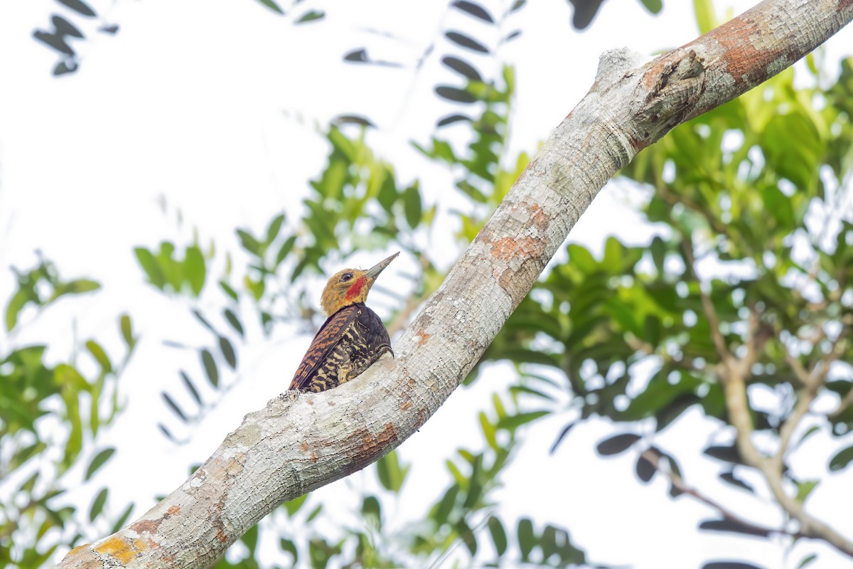 Ringed Woodpecker (Atlantic Black-breasted) - ML652770787