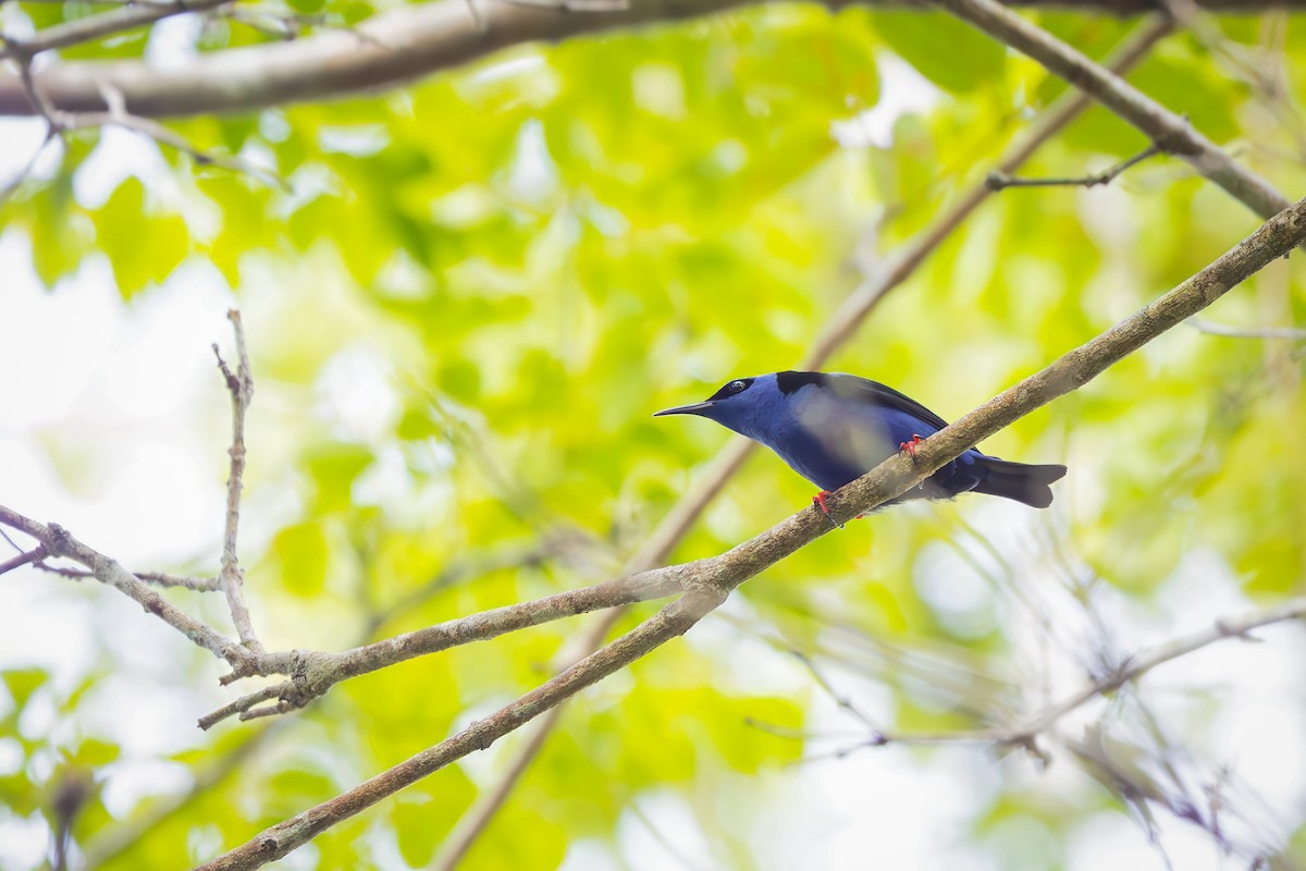 Red-legged Honeycreeper - ML652770794