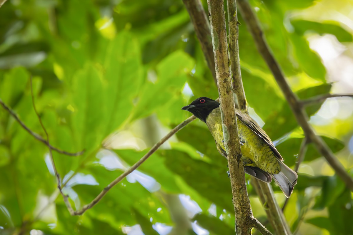 Black-headed Berryeater - ML652770799