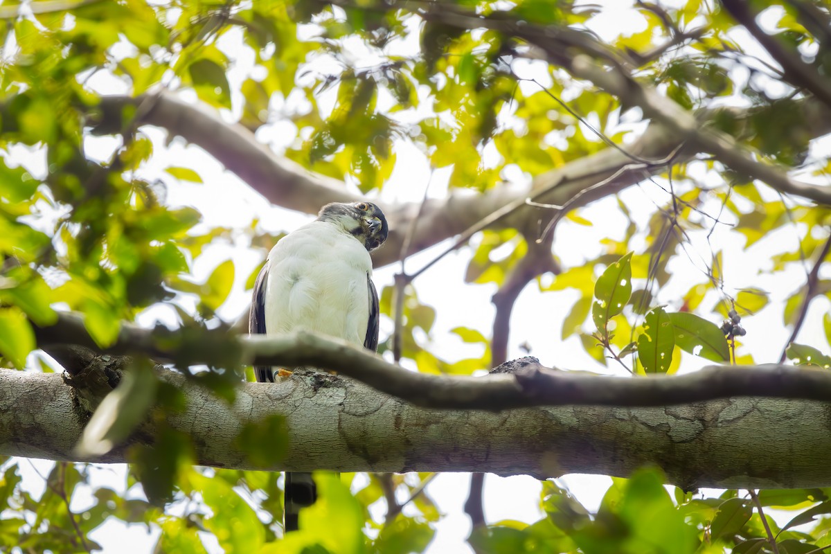 Double-toothed Kite - ML652770805