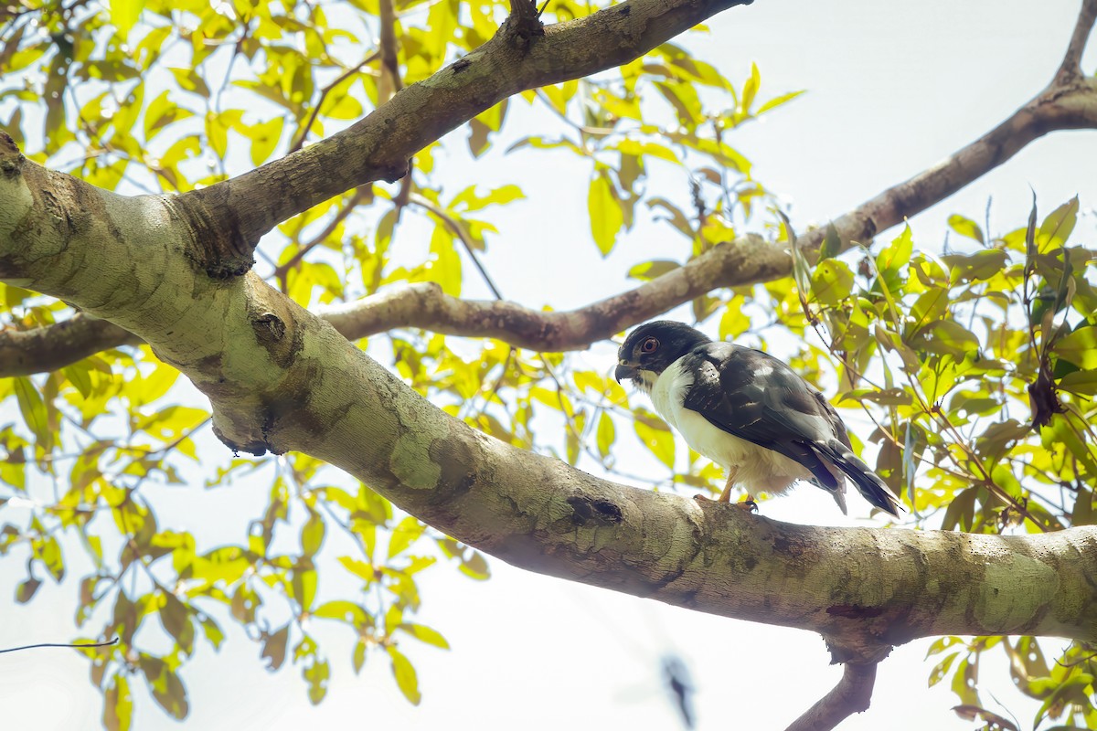 Double-toothed Kite - ML652770806