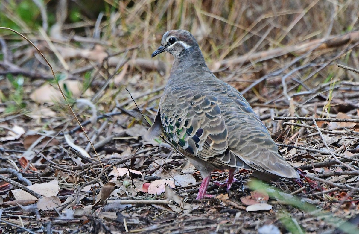 holub bronzovokřídlý - ML652770980
