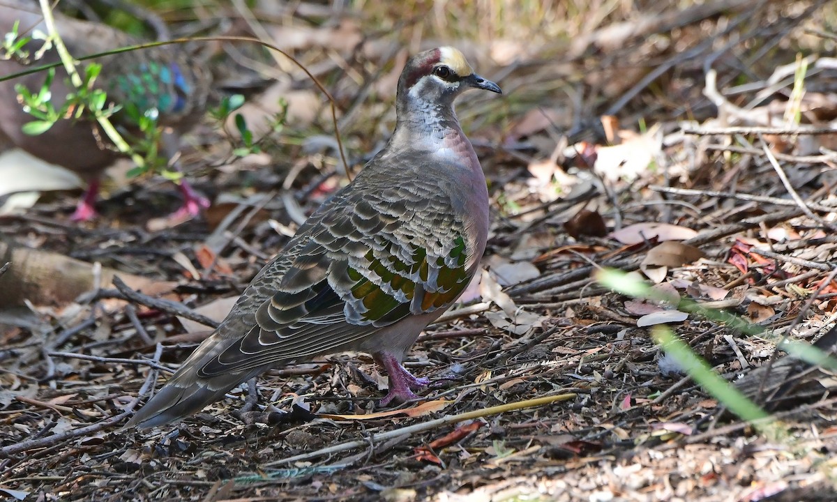 holub bronzovokřídlý - ML652770999