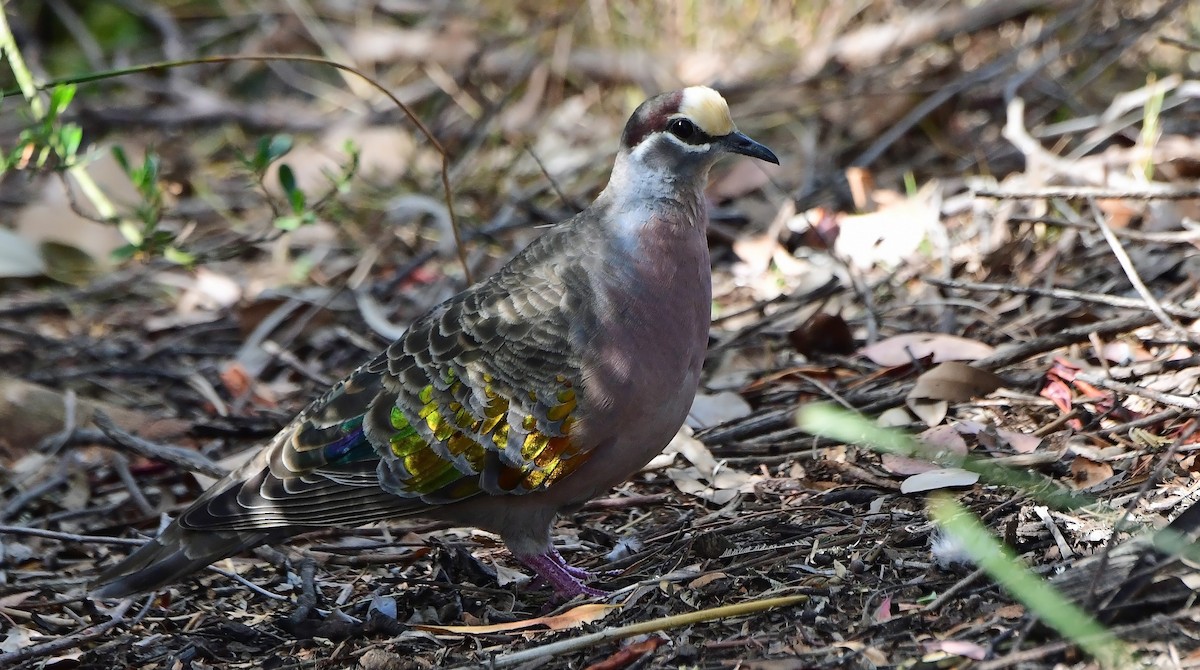 holub bronzovokřídlý - ML652771008