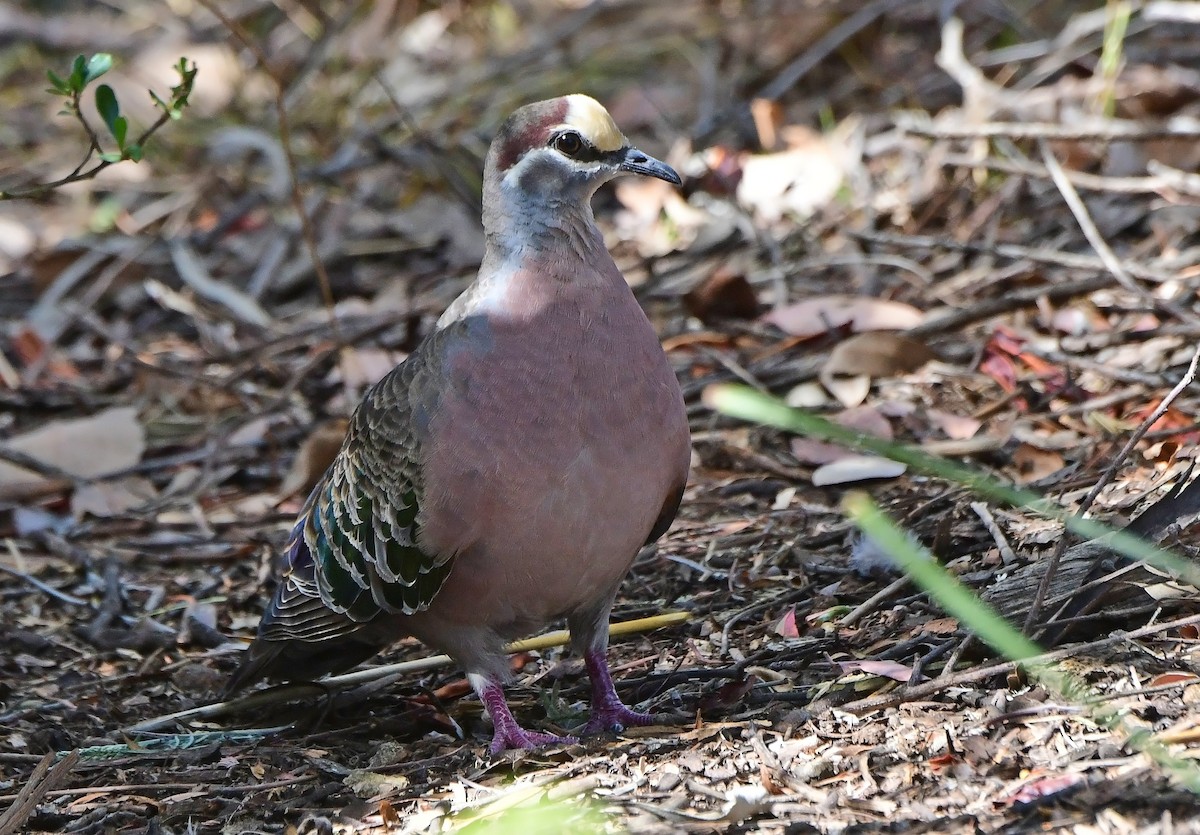 holub bronzovokřídlý - ML652771013