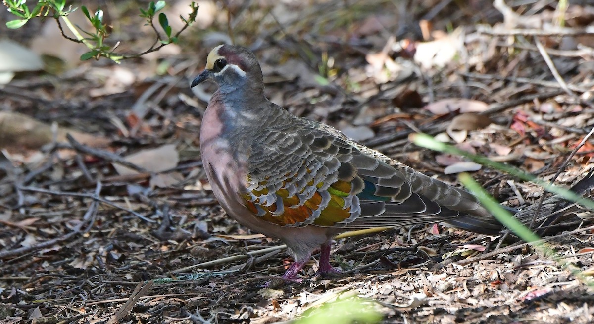 holub bronzovokřídlý - ML652771019