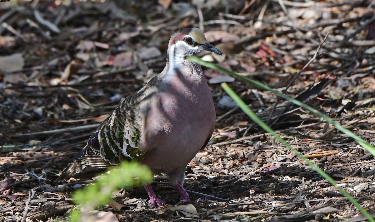 holub bronzovokřídlý - ML652771028