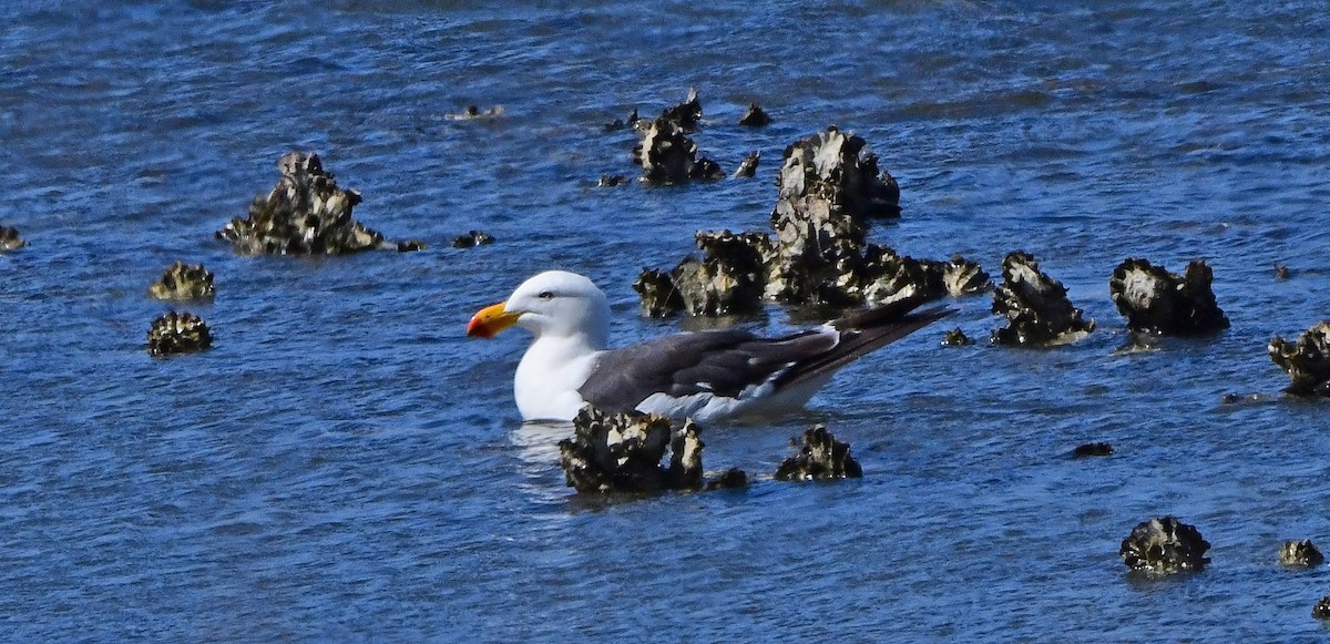 racek velkozobý - ML652771037