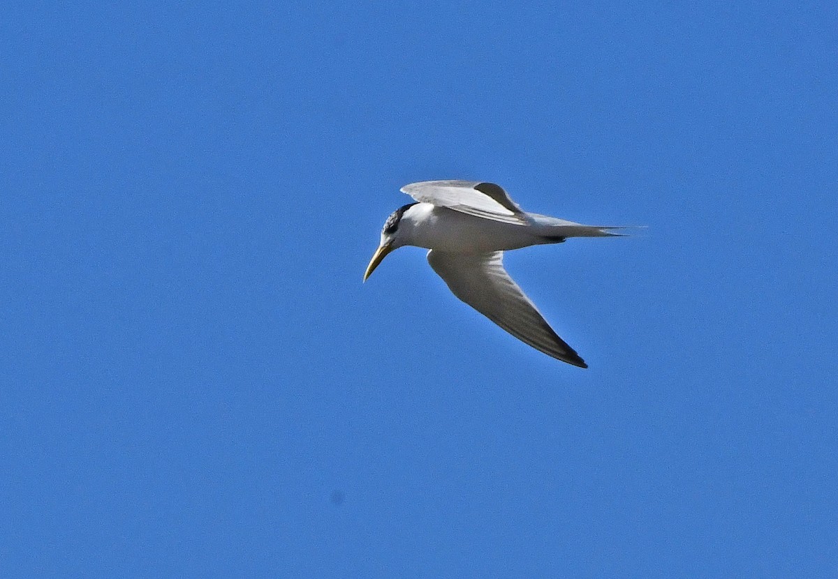 rybák chocholatý - ML652771050