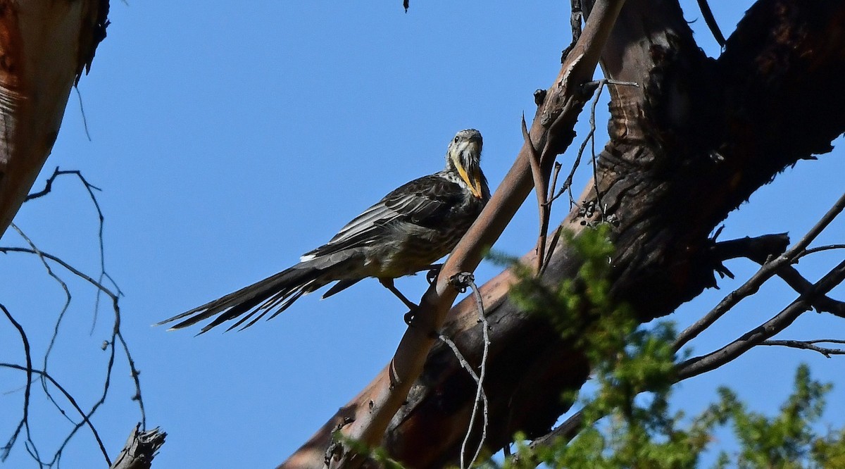 laločnatka tasmánská - ML652771058