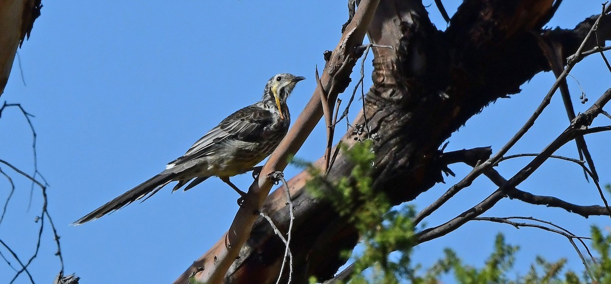 laločnatka tasmánská - ML652771066