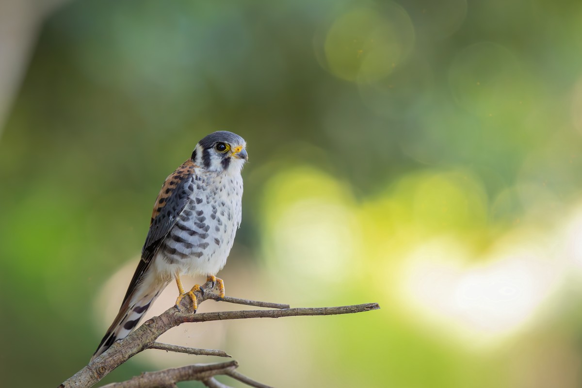 Belatz amerikarra - ML652771240