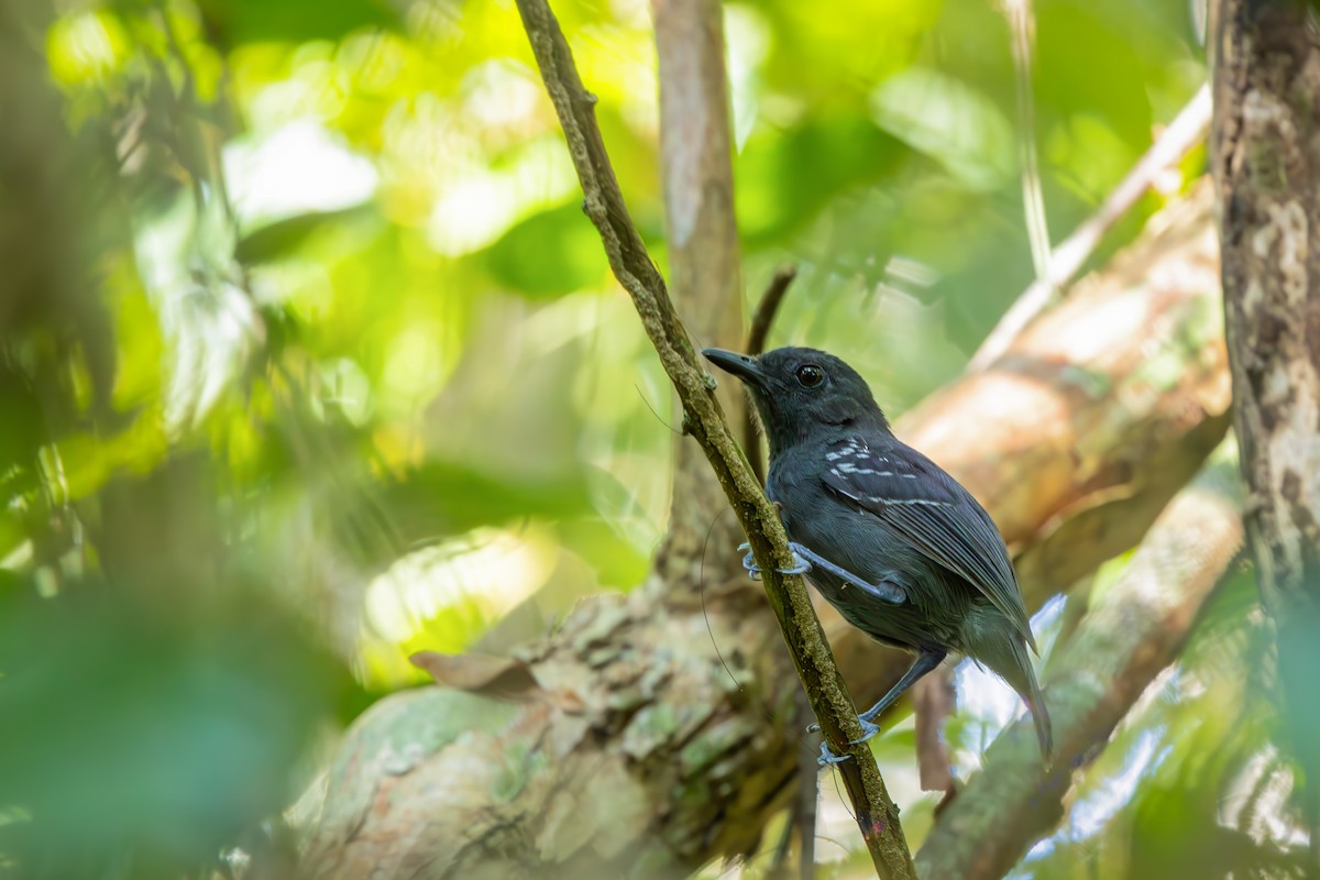 Plumbeous Antvireo - ML652771241