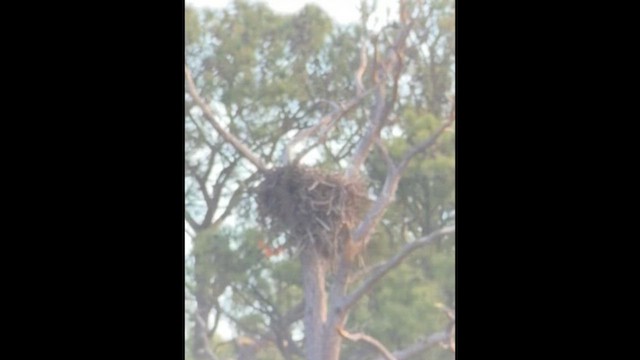 hvithodehavørn - ML652771274