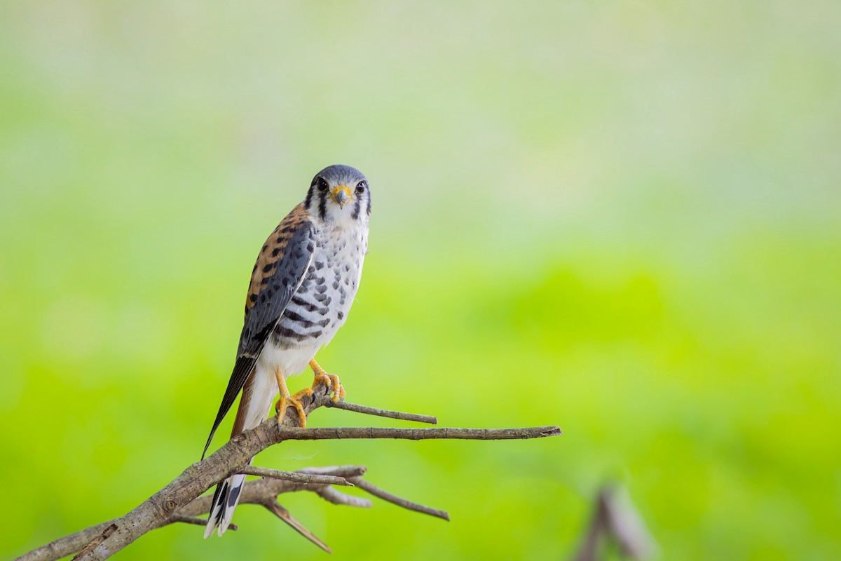 Belatz amerikarra - ML652771294