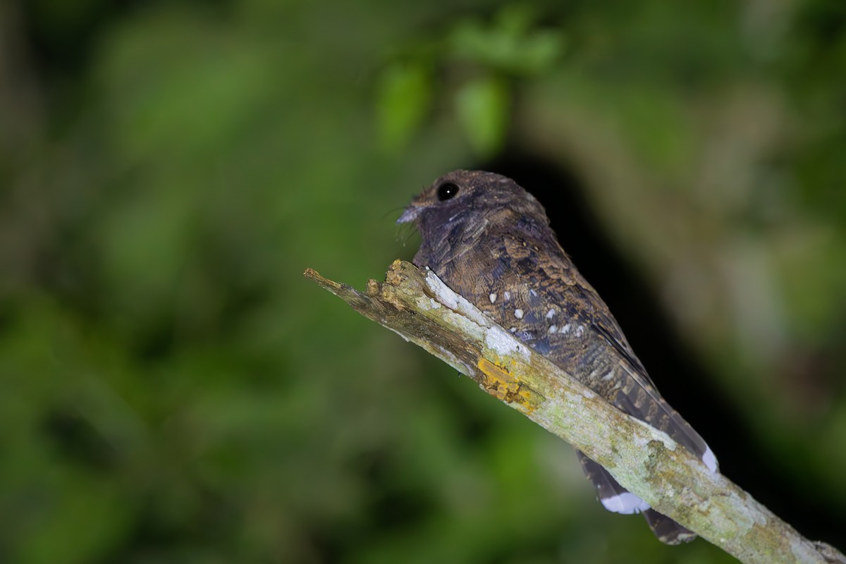 Ocellated Poorwill - ML652771307