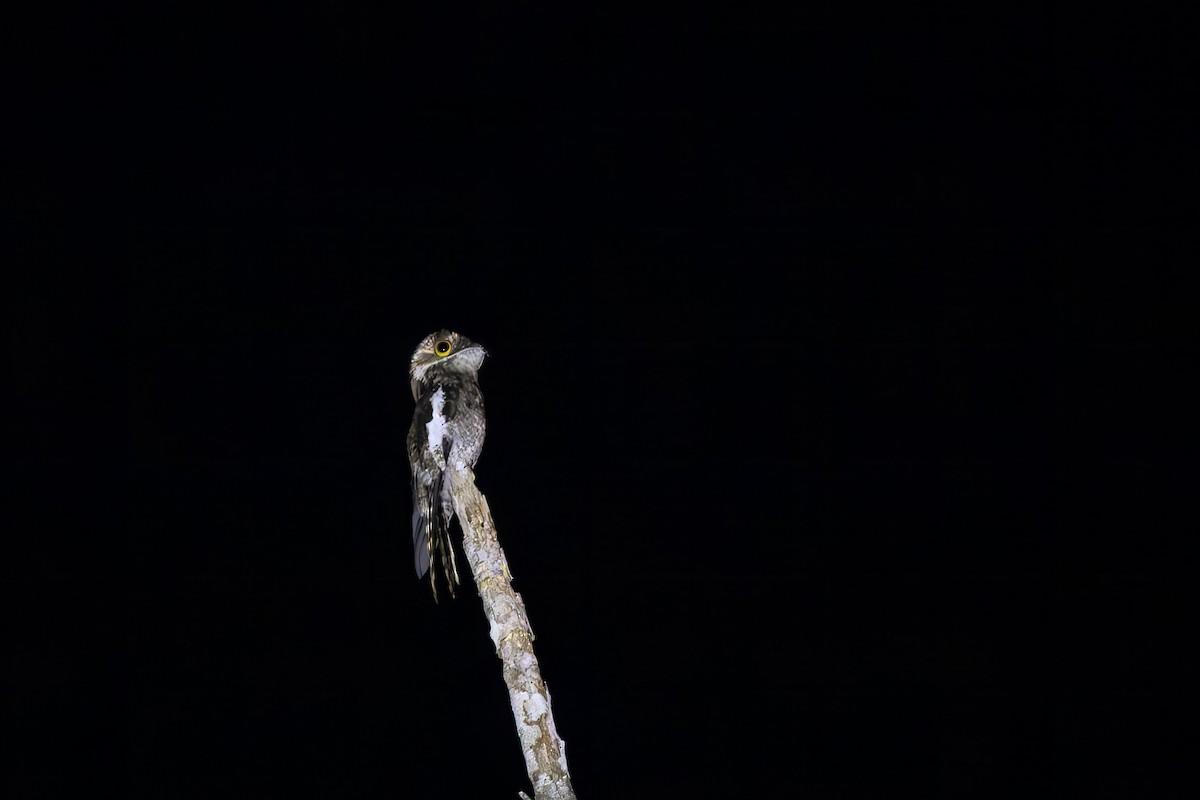 White-winged Potoo - ML652771309