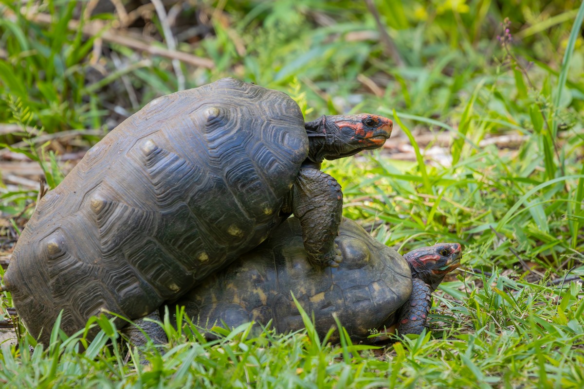Red-footed Tortoise - ML652771354