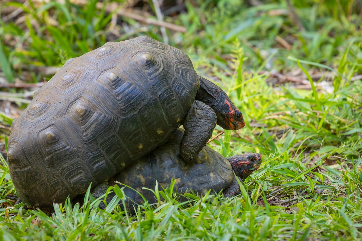 Red-footed Tortoise - ML652771355