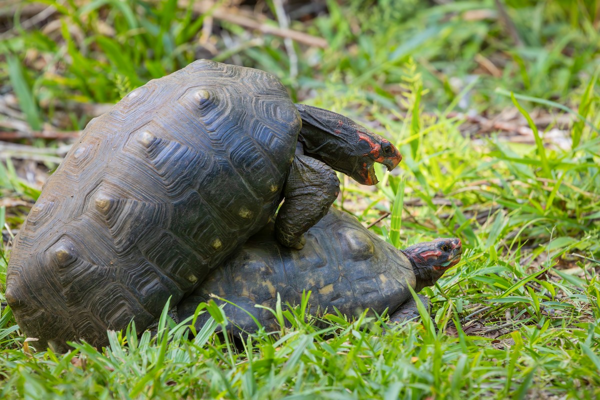 Red-footed Tortoise - ML652771356