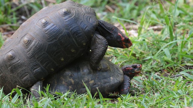 Red-footed Tortoise - ML652771363